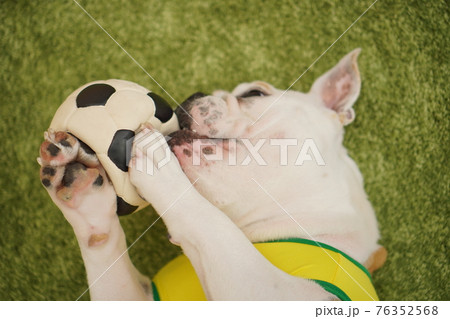 イングリッシュブルドッグ子犬　サッカー衣装　ブラジル代表10番　写真 76352568