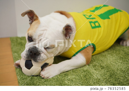 イングリッシュブルドッグ子犬 サッカー衣装 ブラジル代表10番 写真 イングリッシュブルドッグ子犬 サッカー衣装 ブラジル代表10番 写真 76352585