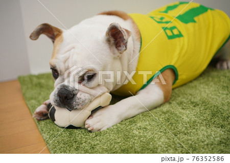 イングリッシュブルドッグ子犬 サッカー衣装 ブラジル代表10番 写真 イングリッシュブルドッグ子犬 サッカー衣装 ブラジル代表10番 写真 76352586