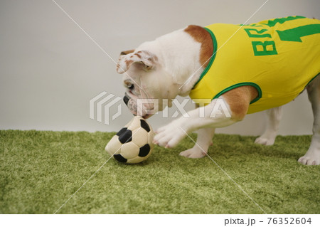 イングリッシュブルドッグ子犬 サッカー衣装 ブラジル代表10番 写真 イングリッシュブルドッグ子犬 サッカー衣装 ブラジル代表10番 写真 76352604