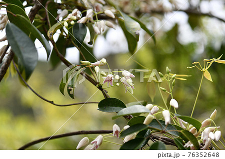 ムベ（郁子）の花 76352648
