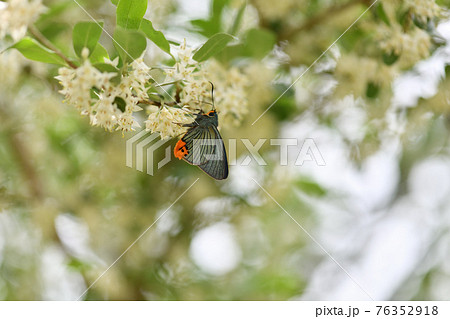 アオバセセリ(青羽挵)とアキグミの花 アオバセセリ(青羽挵)とアキグミの花 76352918