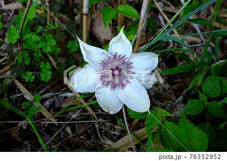 カザグルマの花 相模原市津久井 5月 の写真素材