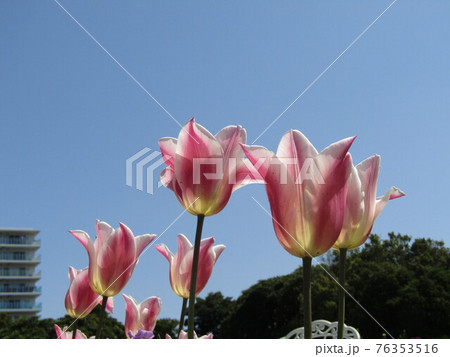 桃色のチューリップの花 桃色のチューリップの花 76353516