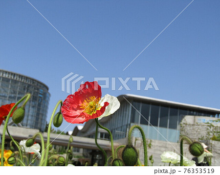 ポピーの赤色の花 ポピーの赤色の花 76353519