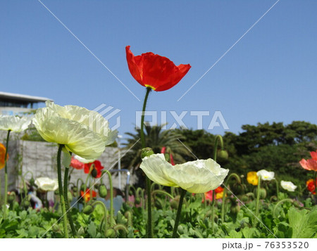 ポピーのクリーム色と赤色の花 76353520