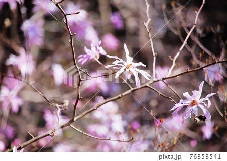 シデコブシ シデコブシ 76353541