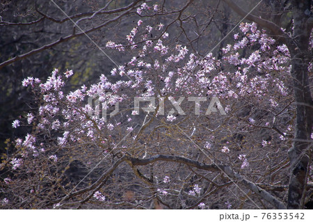 シデコブシ シデコブシ 76353542