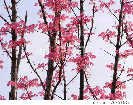 チンチャンフラミンゴ1 76353637