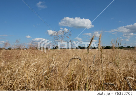 Spikelets of ripe golden rye against a clear blue sky. Harvest cereals on a sunny summer day. Agricultural plants. Spikelets of ripe golden rye against a clear blue sky. Harvest cereals on a sunny summer day. Agricultural plants. 76353705