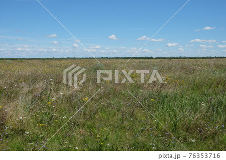 Picturesque Ukrainian steppe on a sunny summer day. Diverse steppe vegetation. 76353716