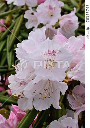 シャクナゲの花 シャクナゲの花 76353743