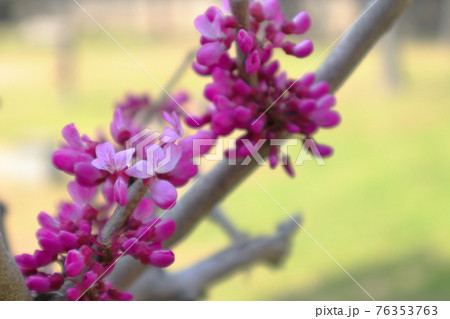 春の木陰で優しく咲く花蘇芳ハナズオウの写真素材