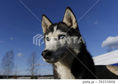 Husky dog enjoying the snow during winter 76353808