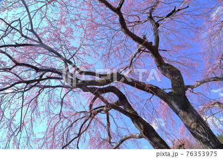 彼岸桜 彼岸桜 76353975