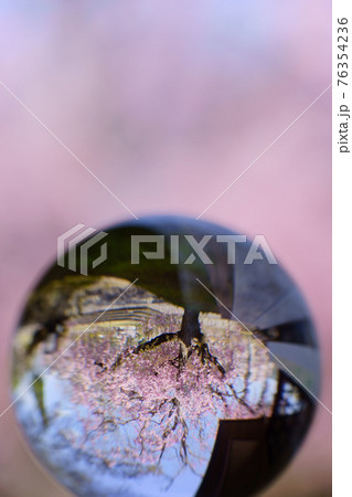 レンズボールの目・綺麗な枝垂れ桜1 76354236