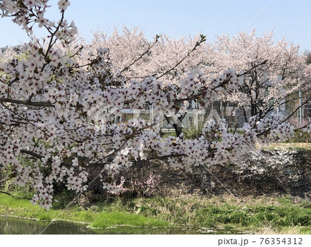 桜 春 花 76354312