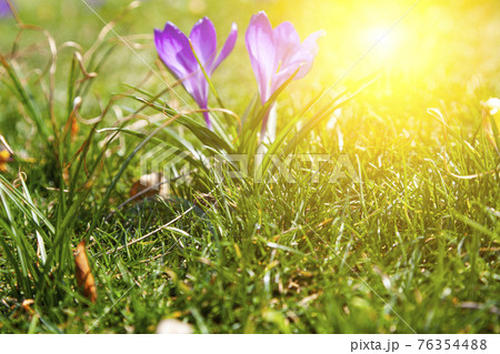 Beautiful crocuses in green grass. Beautiful crocuses in green grass. 76354488