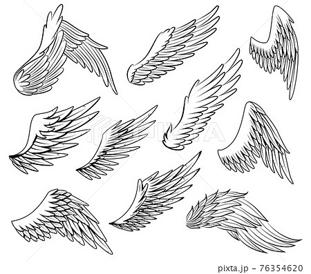 Collection of vintage heraldic wings sketch. Monochrome stylized birds wings. Hand drawn contoured stiker wing in open position. Design elements in coloring style 76354620