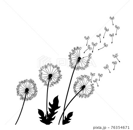 Dandelion wind blow background. Black silhouette with flying dandelion buds on a white. Abstract flying seeds. Floral scene design 76354671