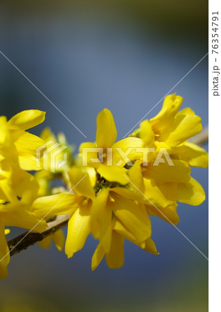 連翹 (れんぎょう) 76354791