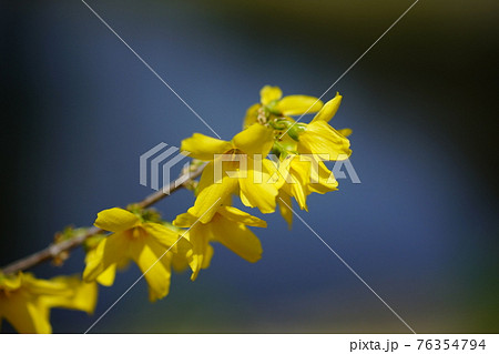 連翹 (れんぎょう) 76354794