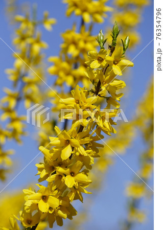 連翹 (れんぎょう) 76354796