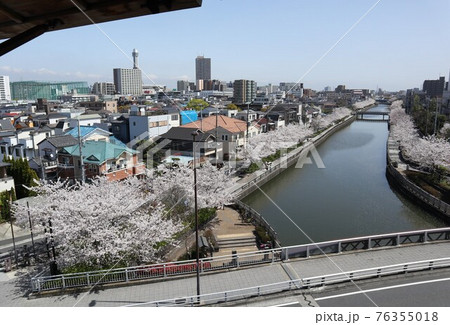 火の見櫓から眺める新川千本桜と船堀タワー（江戸川区） 76355018