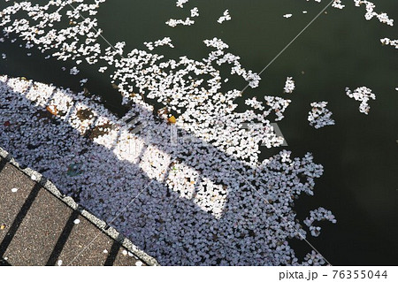 新川千本桜・川に落ちた桜の花びら 76355044