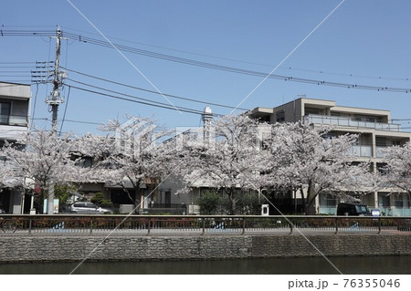 東京3大タワー・船堀タワーと新川千本桜 東京3大タワー・船堀タワーと新川千本桜 76355046