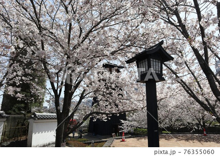 西水門広場・満開に咲き誇る新川千本桜(江戸川区船堀) 西水門広場・満開に咲き誇る新川千本桜(江戸川区船堀) 76355060