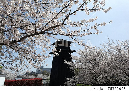 西水門広場・満開に咲き乱れる新川千本桜（江戸川区） 76355063