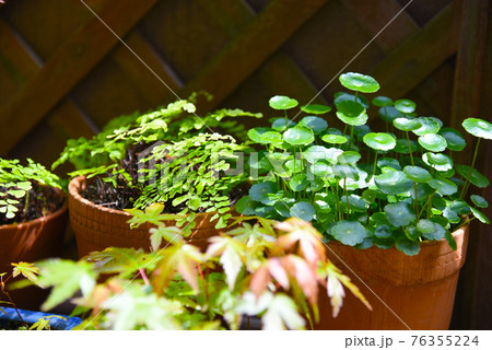 マンションのベランダに植物 グリーンガーデン マンションのベランダに植物 グリーンガーデン 76355224