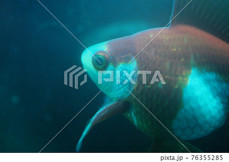 青い薬の中で治療する金魚 76355285