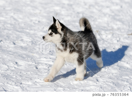 Portrait of a little siberian husky puppy, friendship forever Portrait of a little siberian husky puppy, friendship forever 76355364