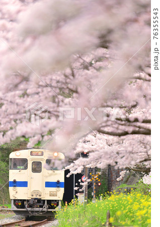 春の日田彦山線3 76355543