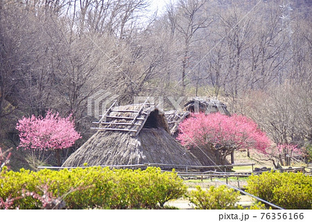 花桃の花咲く科野のムラ 76356166