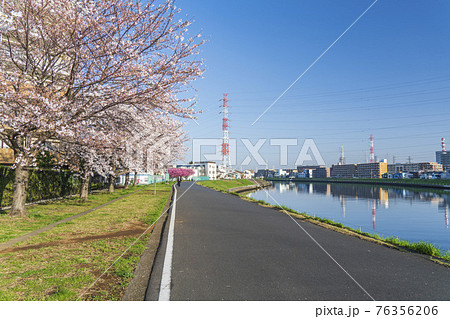 鶴見川と桜の風景【神奈川県・横浜市】 鶴見川と桜の風景【神奈川県・横浜市】 76356206