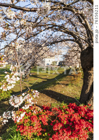 下末吉公園の桜とキリシマツツジ【神奈川県・横浜市】 下末吉公園の桜とキリシマツツジ【神奈川県・横浜市】 76356211
