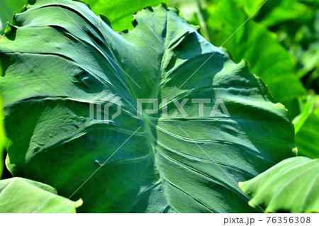 里芋の葉 76356308