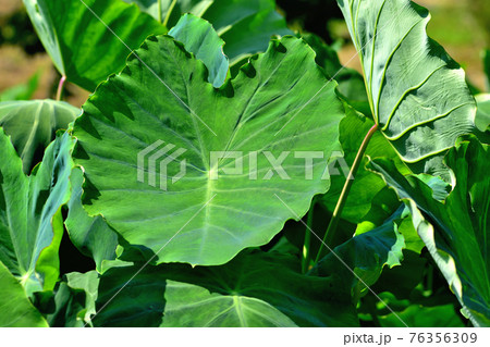 里芋の葉 76356309