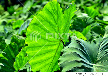 里芋の葉 76356310