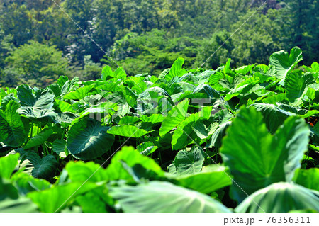 里芋の葉 76356311