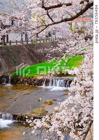 芦屋川と満開の桜　兵庫県芦屋市にて 76356494