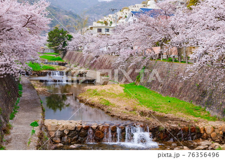 芦屋川と満開の桜　兵庫県芦屋市にて 76356496