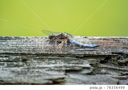 枯れ木に留まっているシオカラトンボ 76356499