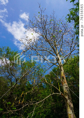 ハワイオアフ島　ココヘッドのサボテンの林 76356565