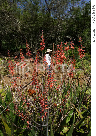 ハワイオアフ島 ココヘッドのサボテンの林 ハワイオアフ島 ココヘッドのサボテンの林 76356566