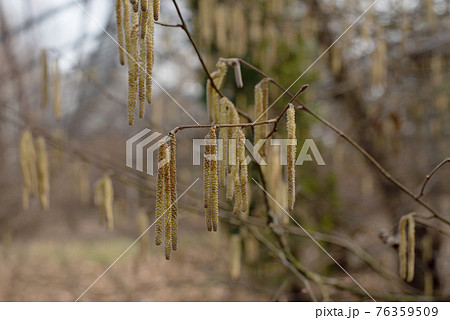Alder tree branches blossoming with long catkins against a blurred background. 76359509