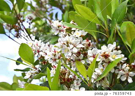 奄美大島のシャリンバイ（バラ科） 76359743